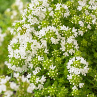 6x Creeping thyme Thymus 'Albiflorus' white - Hardy plant