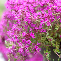 Thymus 'Purple Beauty' purple - Hardy plant