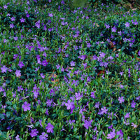 6x Lesser periwinkle Vinca minor blue - Hardy plant