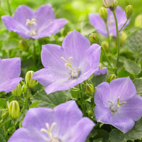 6x Lesser periwinkle Vinca minor blue - Hardy plant