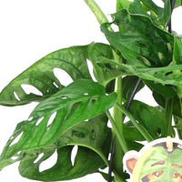 Swiss cheese plant Monstera 'Monkey Leaf' green including hanging planter  - Hanging plant