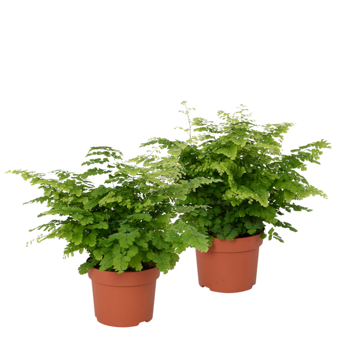 2x Delta Maidenhair Adiantum 'Fritz Luthi'