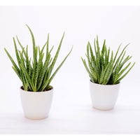 2x Aloe vera 'Clumb' incl. decorative pot
