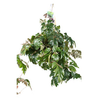 Grape ivy Cissus 'Ellen Danica' incl. plastic hanging pot  - Hanging plant