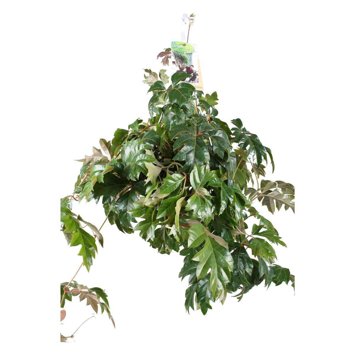 Grape ivy Cissus 'Ellen Danica' incl. plastic hanging pot  - Hanging plant