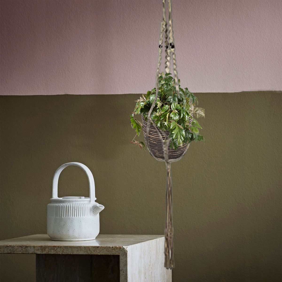 Grape ivy Cissus 'Ellen Danica' incl. plastic hanging pot  - Hanging plant