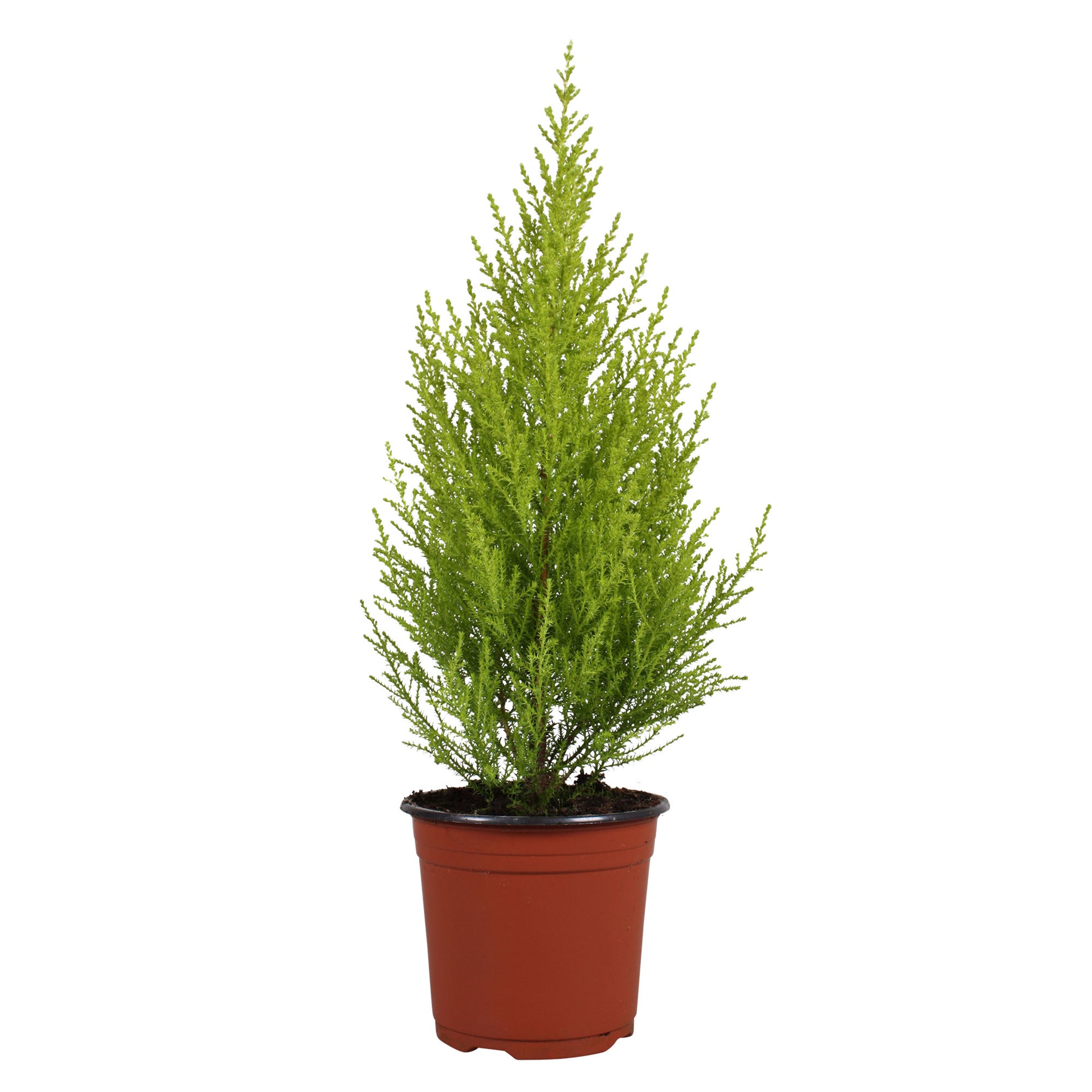 conifer indoor plants Indoor conifer Cupressus 'Goldcrest Wilma'