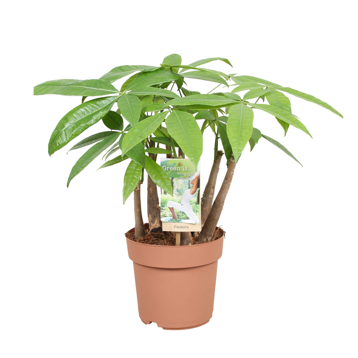 Money Tree Pachira aquatica