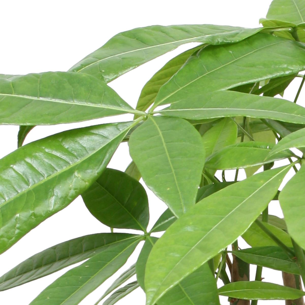 Money Tree Pachira aquatica