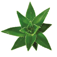 Succulent Aloe perfoliata
