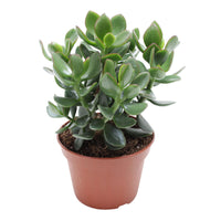 Jade Plant Crassula 'Hulk'