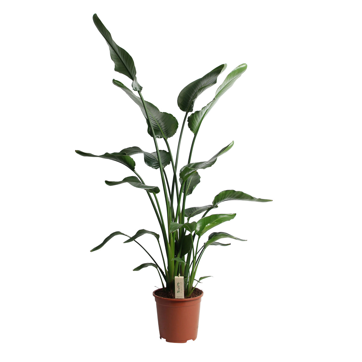 Bird of paradise plant Strelitzia nicolai