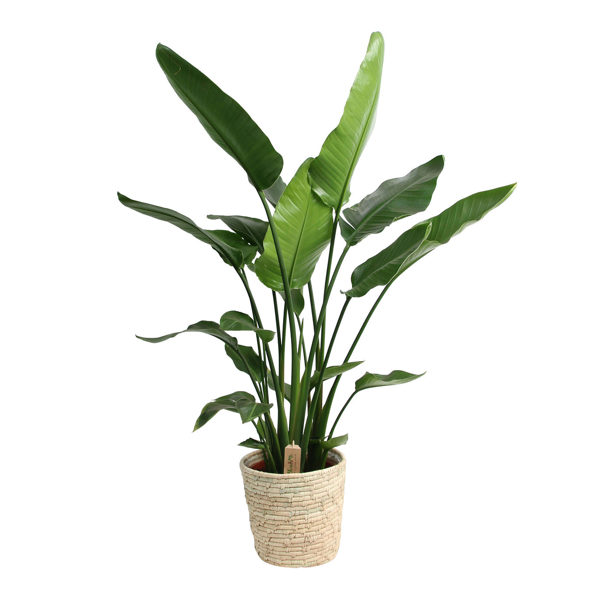 Bird of paradise plant Strelitzia nicolai incl. palm leaf basket