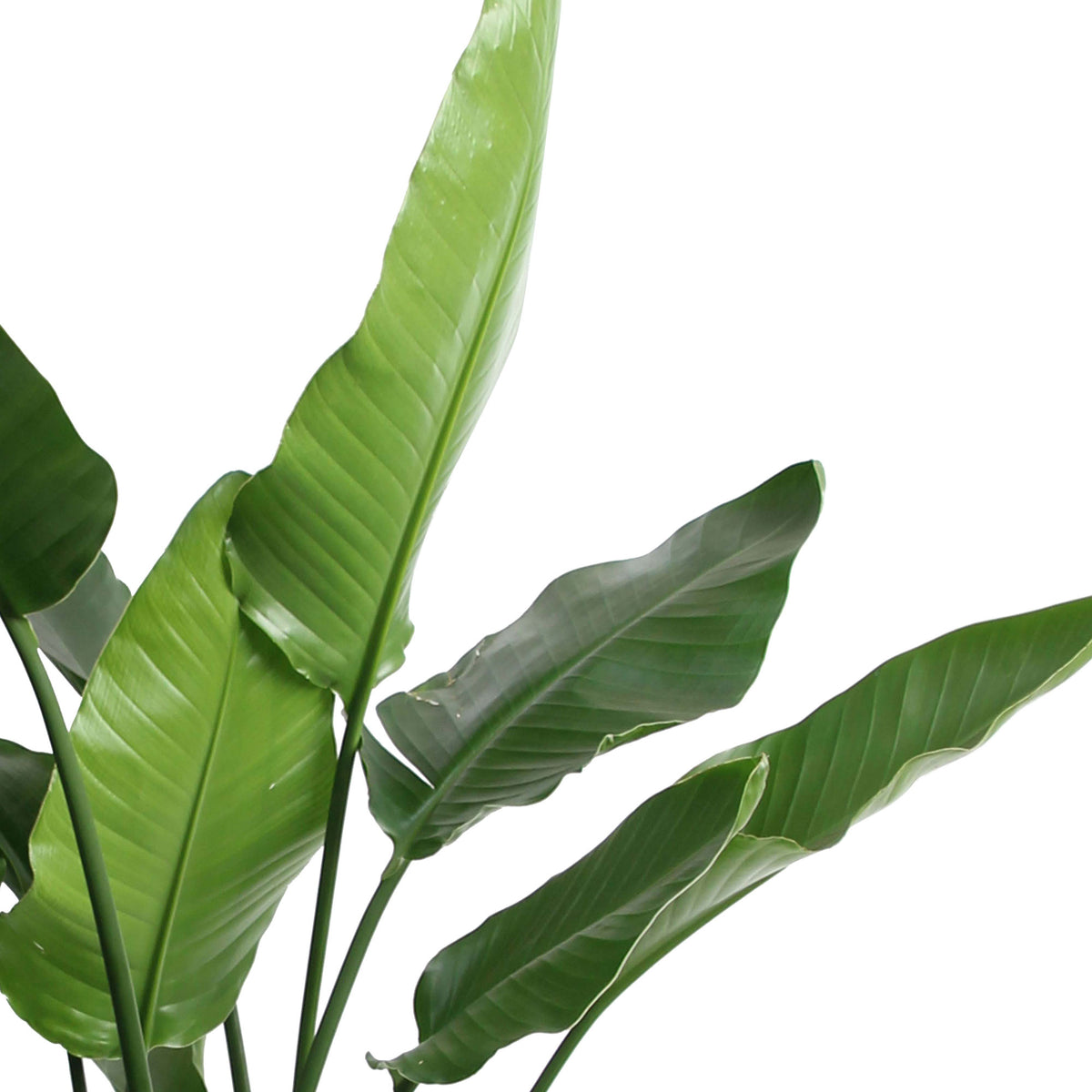 Bird of paradise plant Strelitzia nicolai incl. palm leaf basket