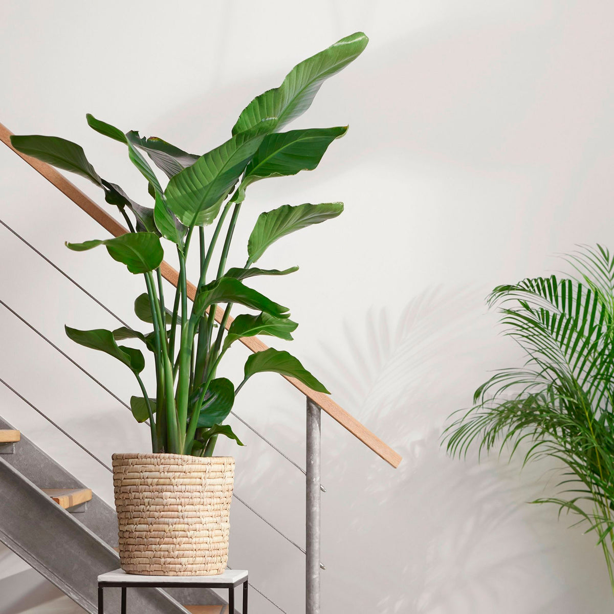 Bird of paradise plant Strelitzia nicolai incl. palm leaf basket