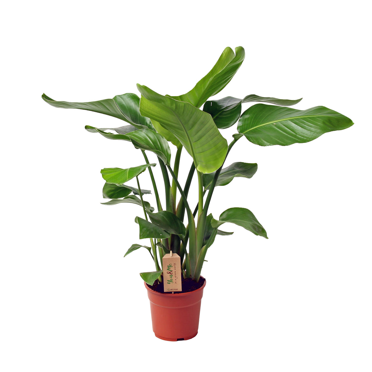 Bird of paradise plant Strelitzia nicolai