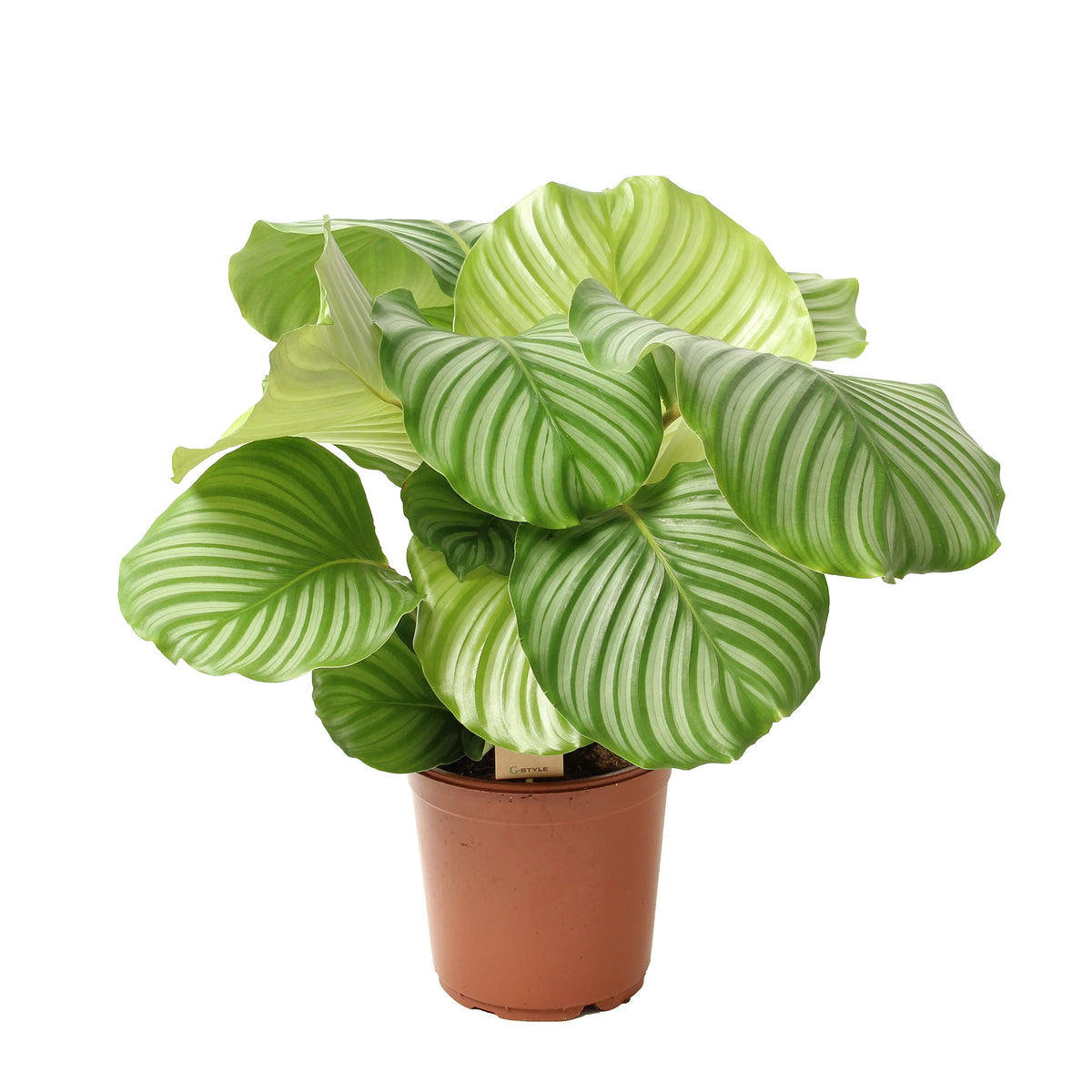 Prayer Plant Calathea orbifolia