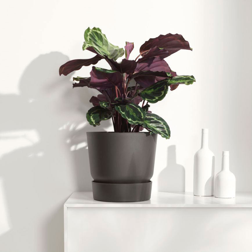 Prayer Plant Calathea 'Medaillion'