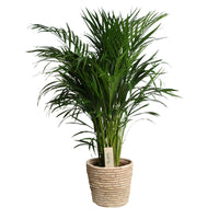 Areca palm Dypsis lutescens XL green Incl. seagrass basket