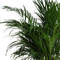 Areca palm Dypsis lutescens XL green Incl. seagrass basket