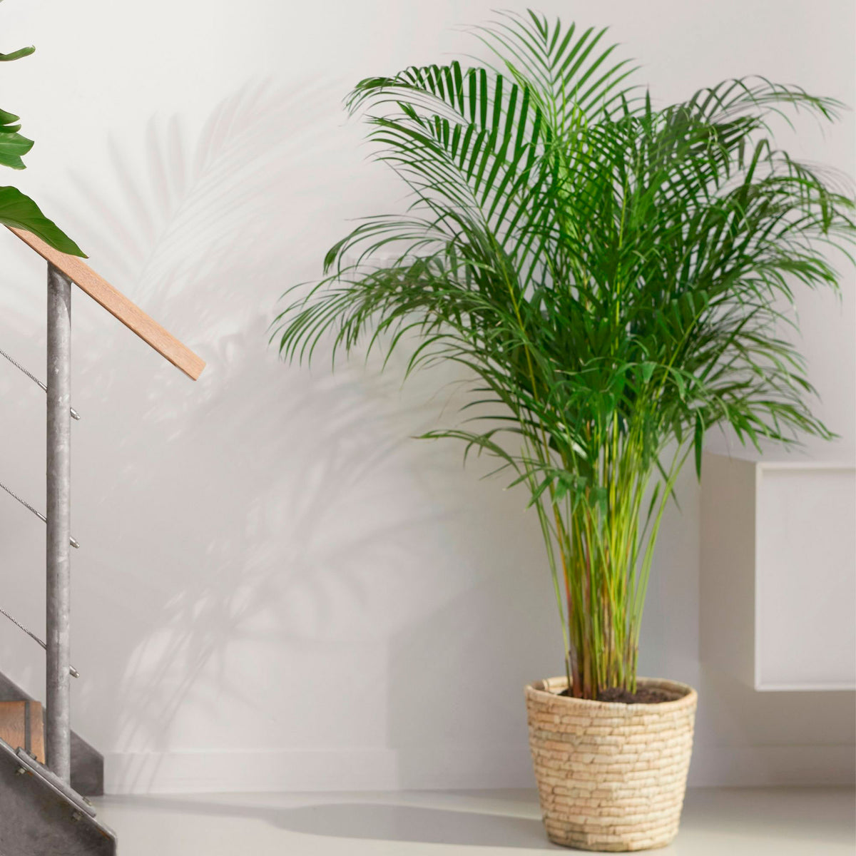 Areca palm Dypsis lutescens XL green Incl. seagrass basket