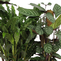 4x Prayer Plant Calathea, Ctenanthe - Mix Air-purifying plants