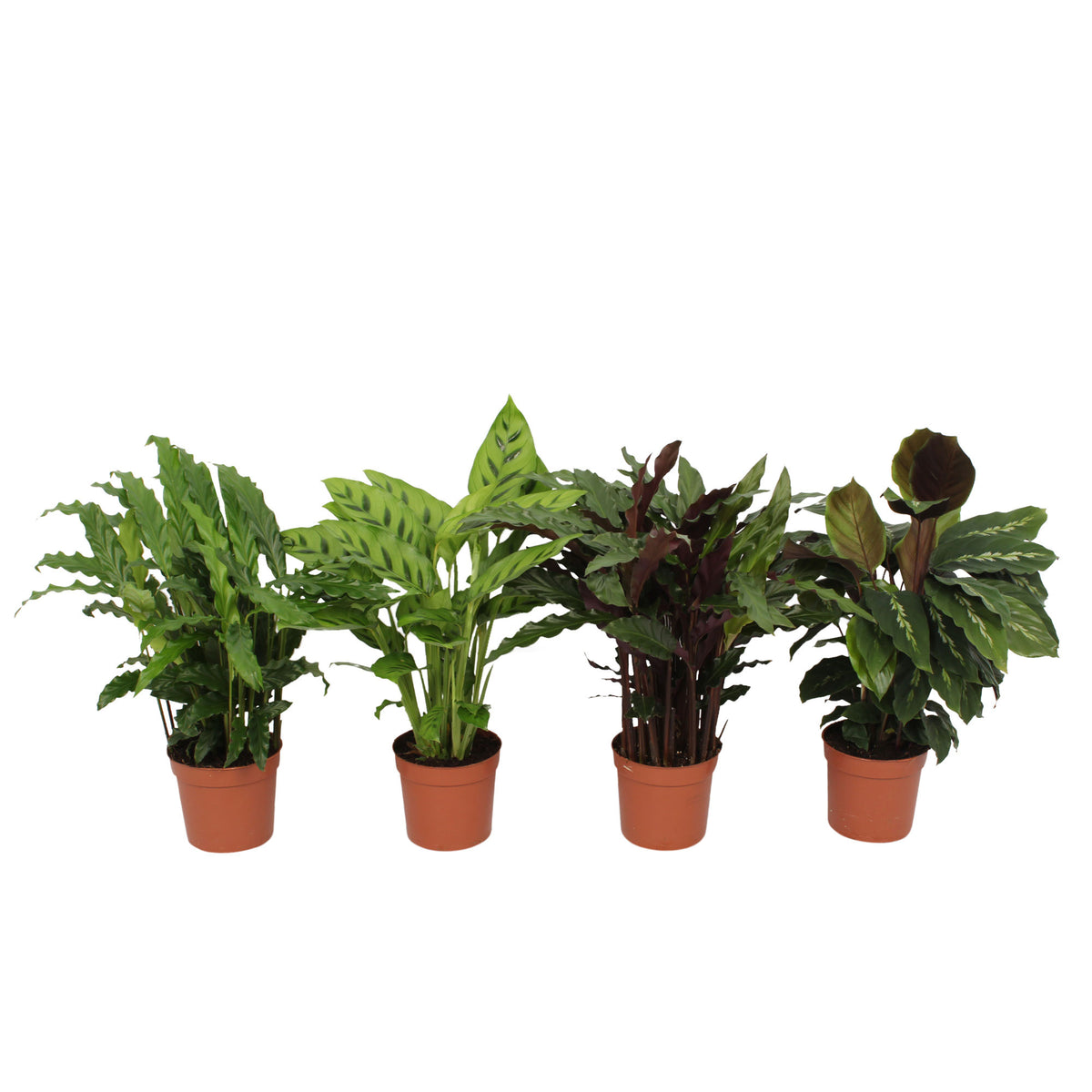 4x Prayer Plant Calathea - Mix Air-purifying plants