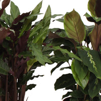 4x Prayer Plant Calathea - Mix Air-purifying plants