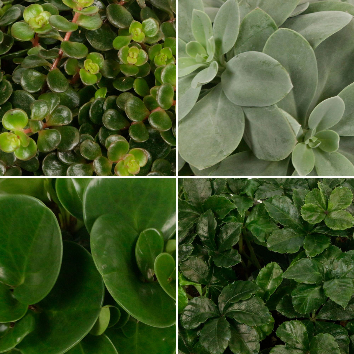 4x Green house plants - Mix 'Eden Collection'