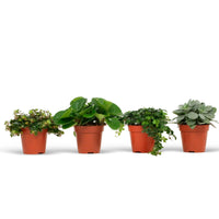 4x Green house plants - Mix 'Eden Collection'
