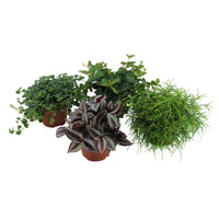 4x Green house plants - Mix 'Hangende Groentjes'