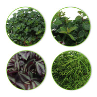 4x Green house plants - Mix 'Hangende Groentjes'