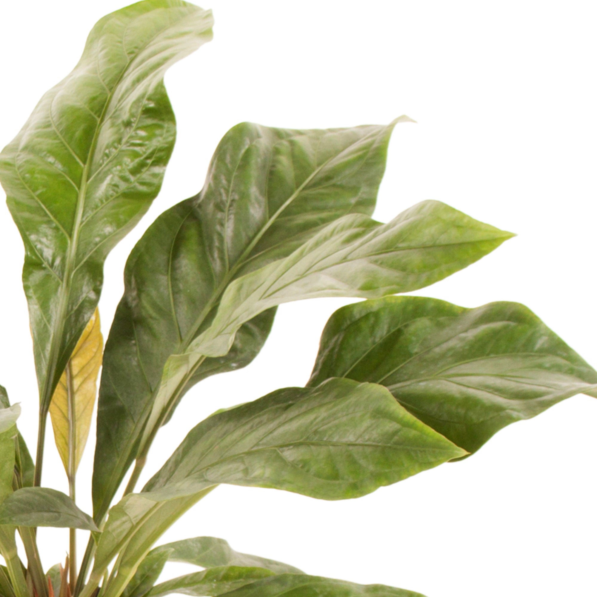 Buy house plants now Flamingo plant Anthurium 'Jungle Bush' | Bakker.com