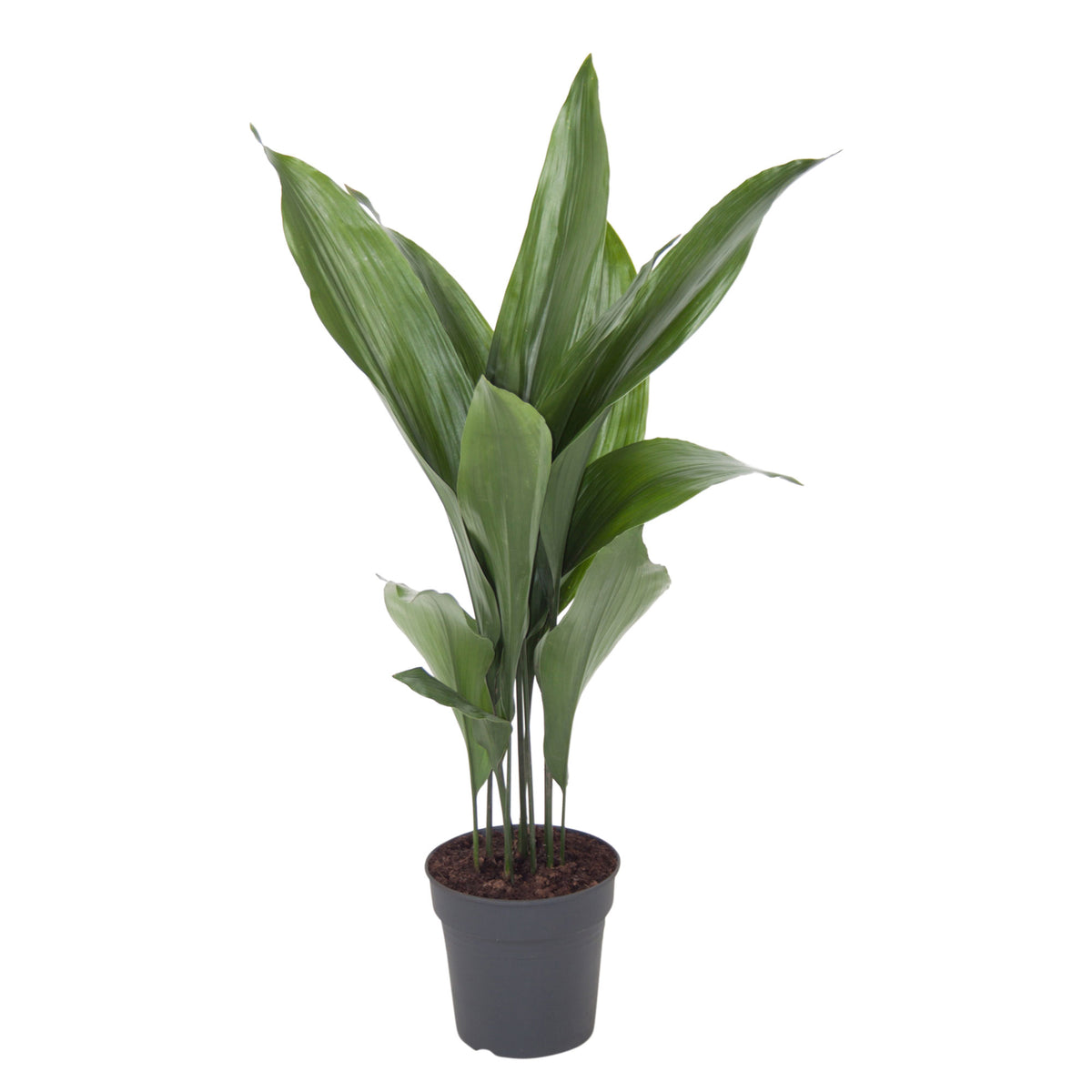 Cast iron plant Aspidistra elatior