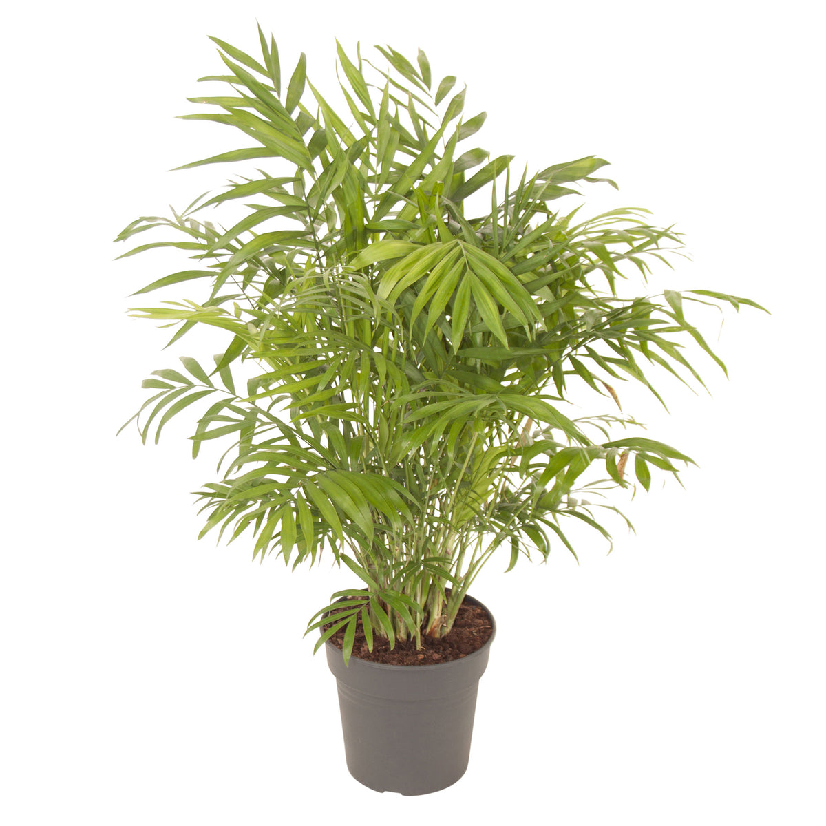 Mexican dwarf palm Chamaedorea elegans XL