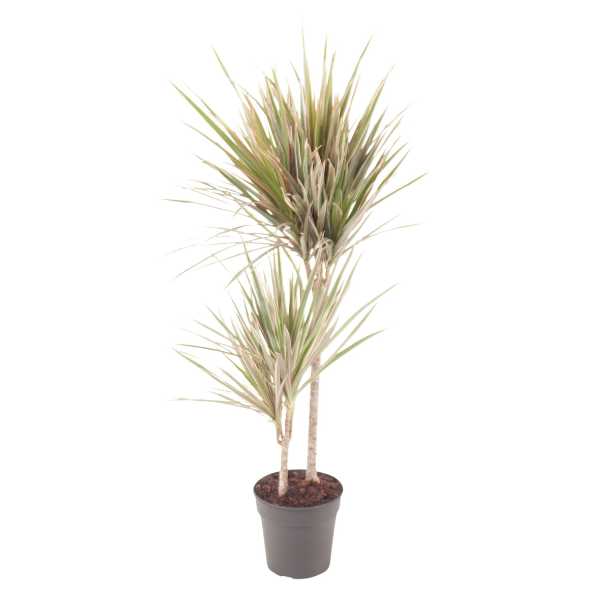 Dragon Tree Dracaena 'Bicolor'