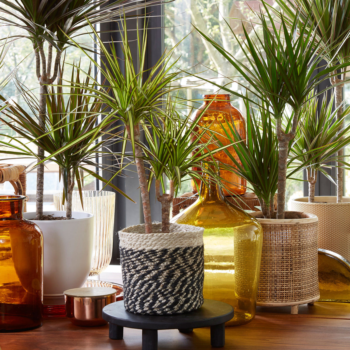 Dragon Tree Dracaena 'Bicolor'