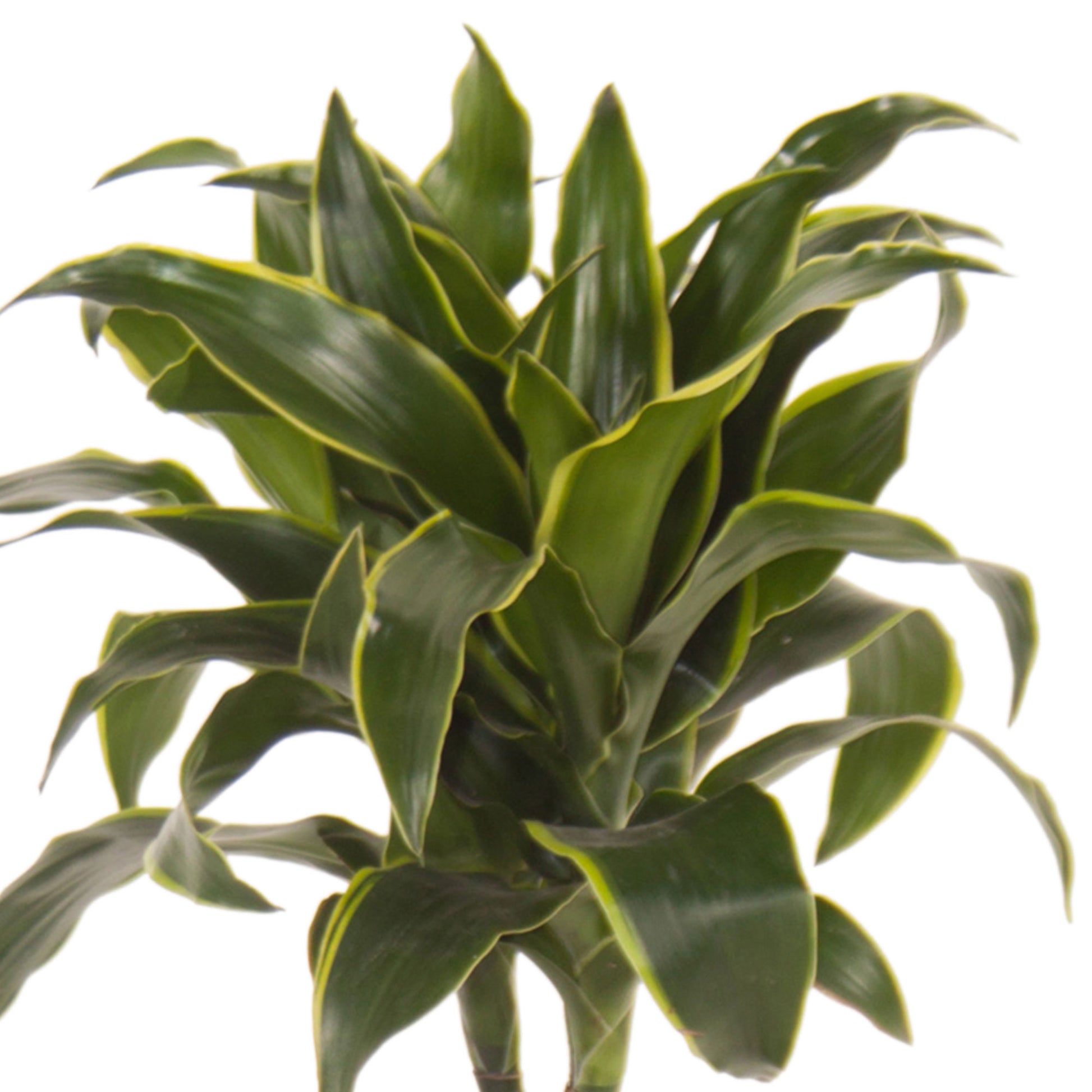 dracaena fragrans dorado Buy house plants now Dragon Tree Dracaena 'Dorado'