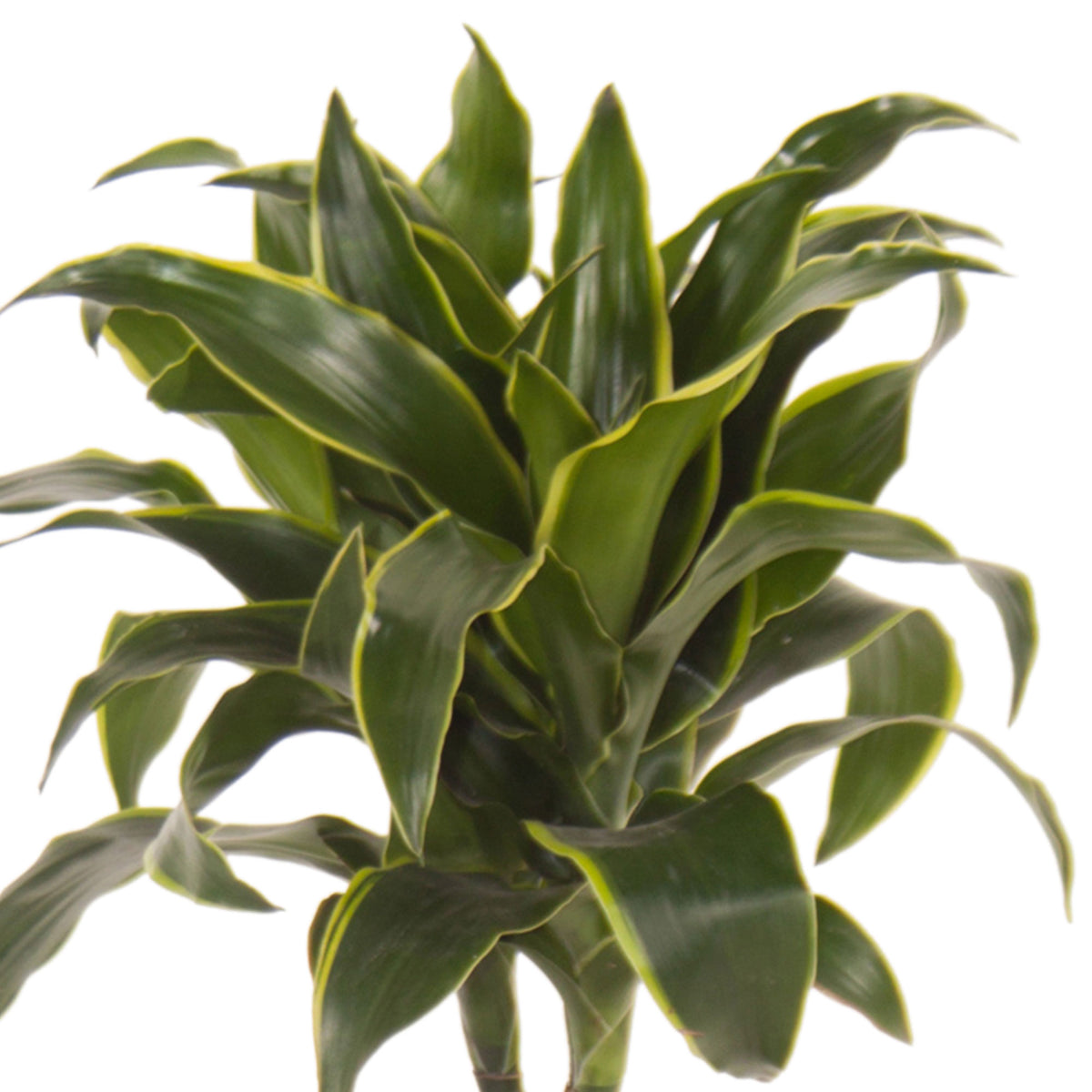 Dragon Tree Dracaena 'Dorado'