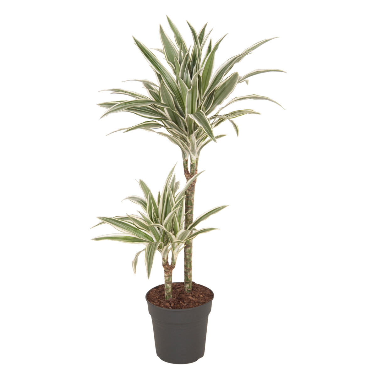 Dragon Tree Dracaena 'White Stripe'