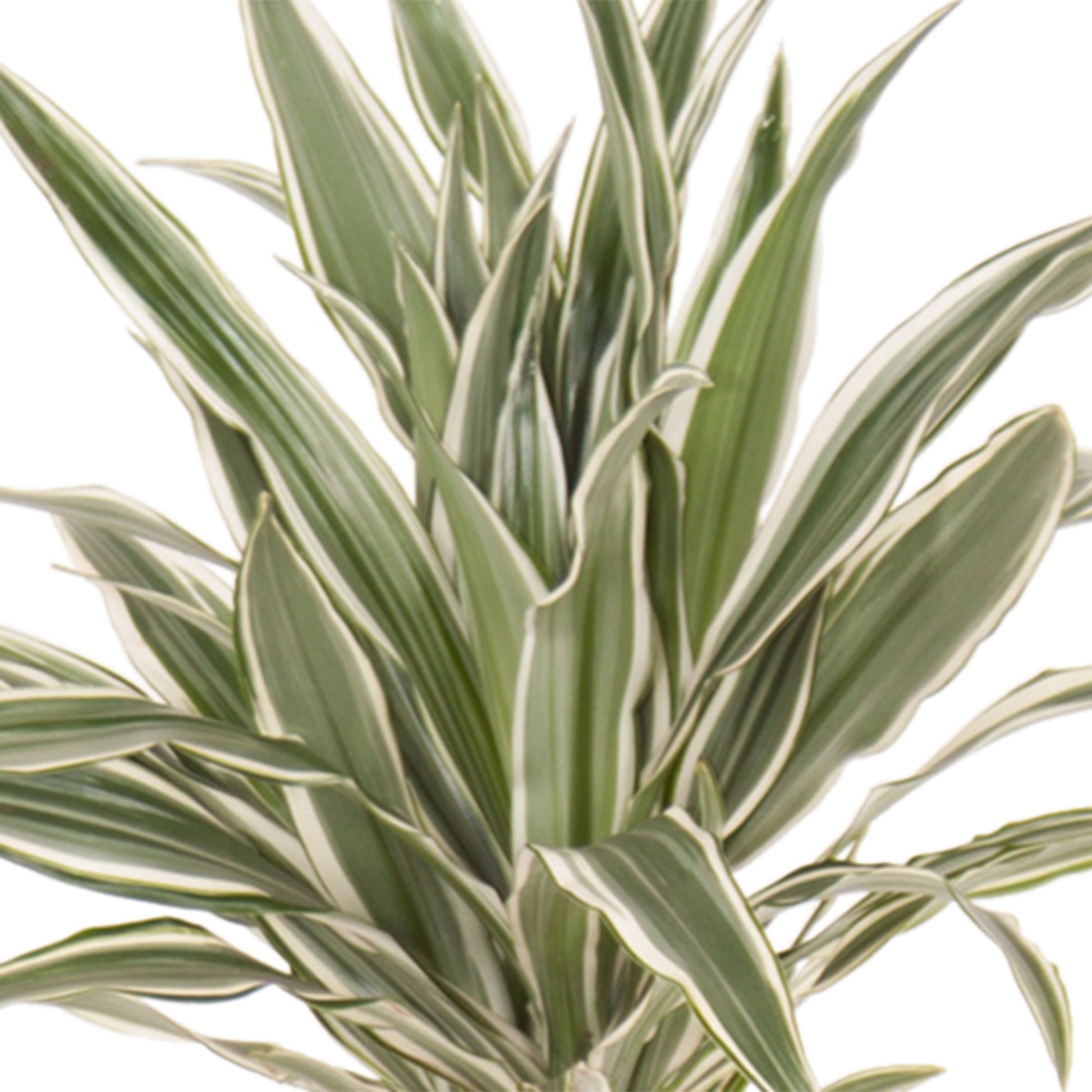 dracaena fragrans white stripe Buy house plants now Dragon Tree Dracaena 'White Stripe'