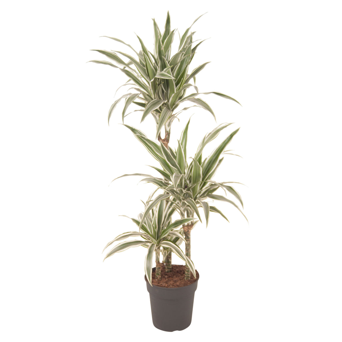 Dragon Tree Dracaena 'White Stripe'