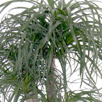 Ponytail palm Beaucarnea recurvata
