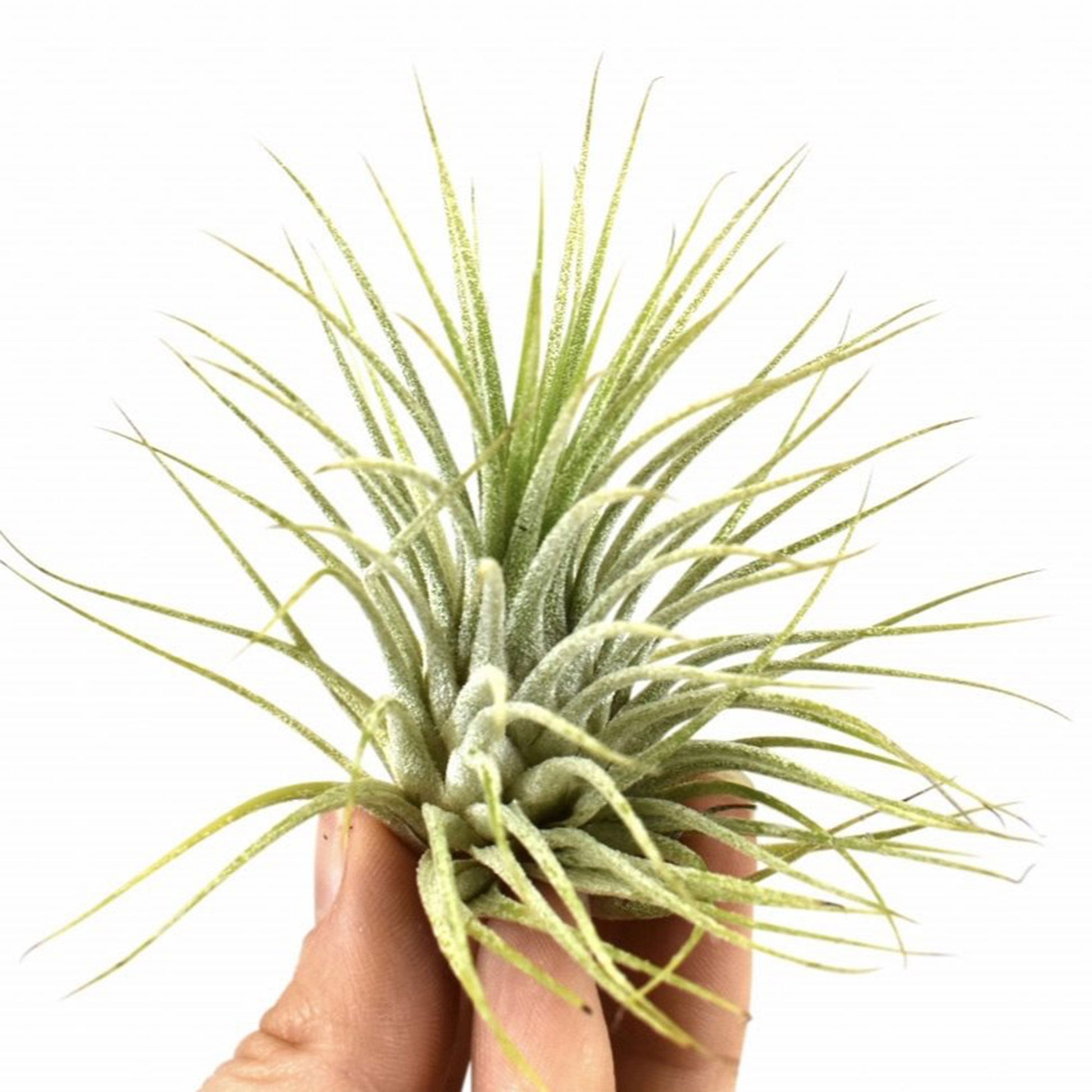 druid air plant Buy house plants now Bromelia Tillandsia 'Druid'