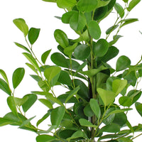 Weeping fig Ficus 'Moclame' XL