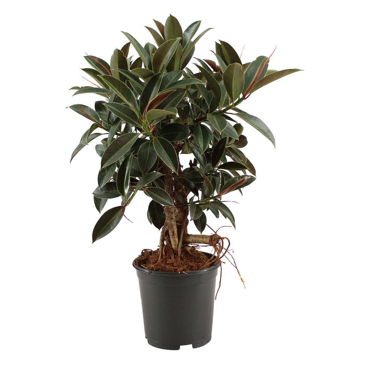 Rubber plant Ficus elastica 'Petite Melany'