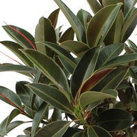 Rubber plant Ficus elastica 'Petite Melany'