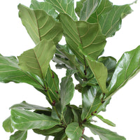 Fiddle Fig Leaf Ficus lyrata - branched