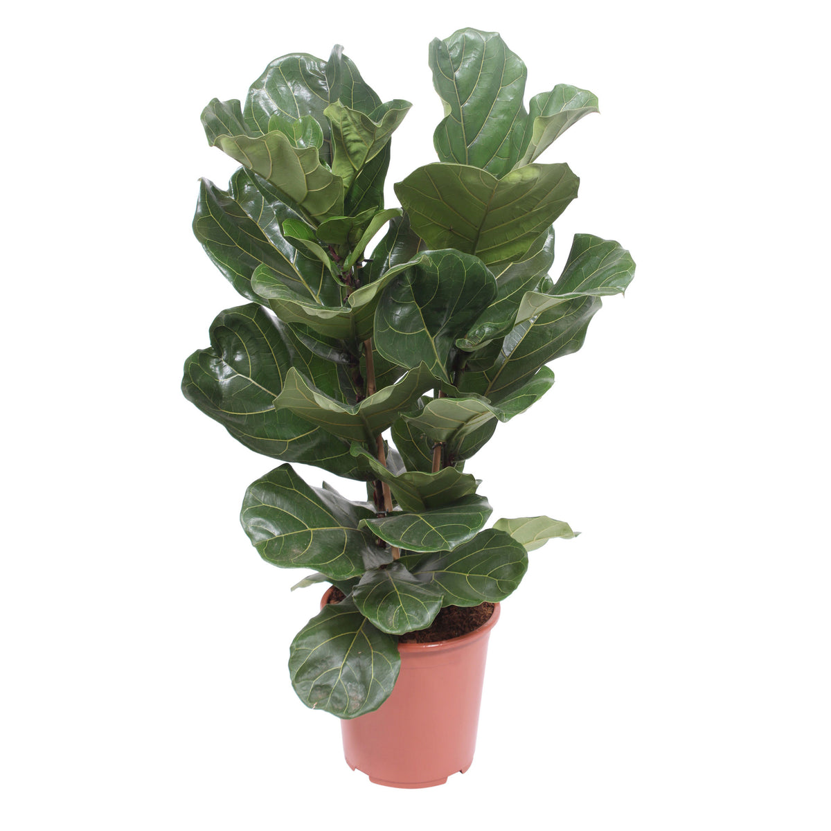 Fiddle Fig Leaf Ficus lyrata 'Warb'