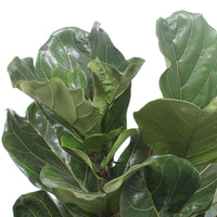 Fiddle Fig Leaf Ficus lyrata 'Warb'